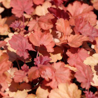 Гейхера (Heuchera Red)