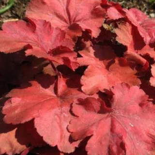Гейхера (Heuchera Red)