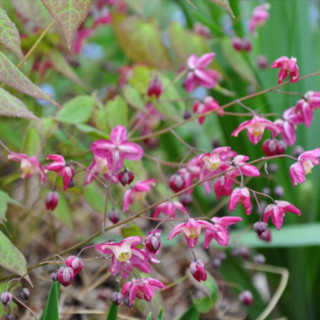 Горянка красная (Epimedium rubrum)