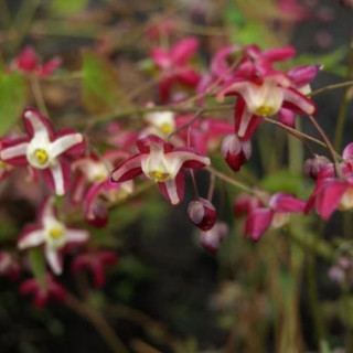 Горянка красная (Epimedium rubrum)