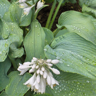 Хоста видовая (Hosta spesies)