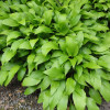 Хоста видовая (Hosta spesies)