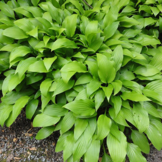 Хоста видовая (Hosta spesies)