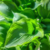 Хоста видовая (Hosta spesies)