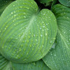 Хоста видовая (Hosta spesies)