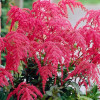 Астильба 'Red Charm' (Astilbe 'Red Charm')