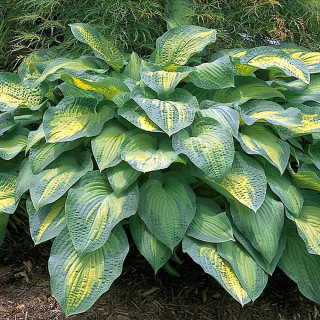 Хоста 'Paul'S Glory' (Hosta 'Paul'S Glory')