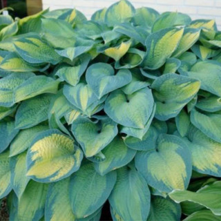 Хоста 'Paul'S Glory' (Hosta 'Paul'S Glory')