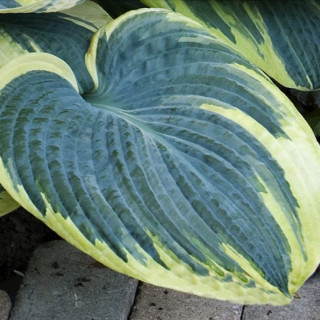 Хоста 'Sugar Daddy' (Hosta 'Sugar Daddy')