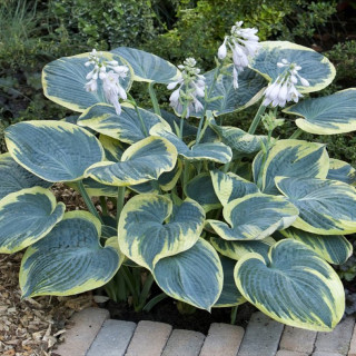 Хоста 'Sugar Daddy' (Hosta 'Sugar Daddy')