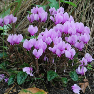 Цикламен  'Hederifolium'  (Cyclamen 'Hederifolium')