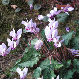 Цикламен  'Hederifolium'  (Cyclamen 'Hederifolium')