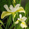 Ирис сибирский 'Butter and Sugar' (Iris sib. 'Butter and Sugar')