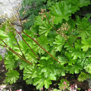 Дармера щитовидная 'Nana' (Darmera peltata 'Nana')