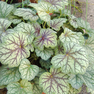 Гейхера 'Venus' (Heuchera 'Venus')