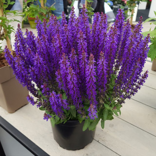 Шалфей 'Blue Bouquetta' (Salvia 'Blue Bouquetta')