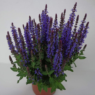 Шалфей 'Blue Bouquetta' (Salvia 'Blue Bouquetta')