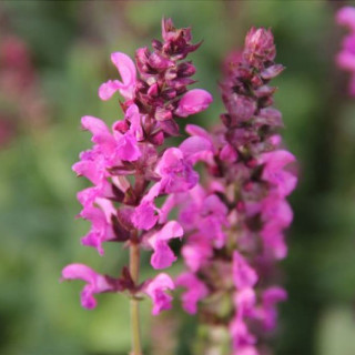 Шалфей 'Pink Friesland' (Salvia 'Pink Friesland')