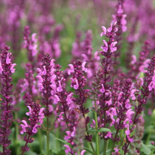 Шалфей 'Pink Friesland' (Salvia 'Pink Friesland')