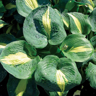 Хоста 'Thunderbolt' (Hosta 'Thunderbolt')