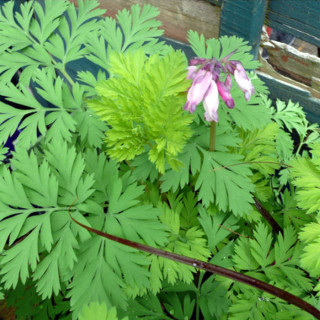 Діцентра 'Spring Gold' (Dicentra 'Spring Gold')