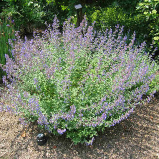 Котовник 'Dropmore' (Nepeta 'Dropmore')