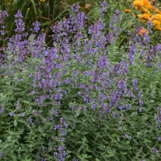 Котовник 'Dropmore' (Nepeta 'Dropmore')