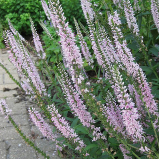 Вероника длиннолистная 'Pink Damask' (Veronica longifolia 'Pink Damask')