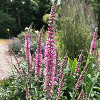 Вероника длиннолистная 'Pink Damask' (Veronica longifolia 'Pink Damask')