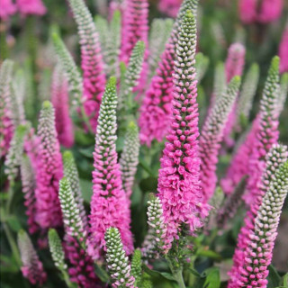 Вероника 'Pink Marshmallow' (Veronica 'Pink Marshmallow')