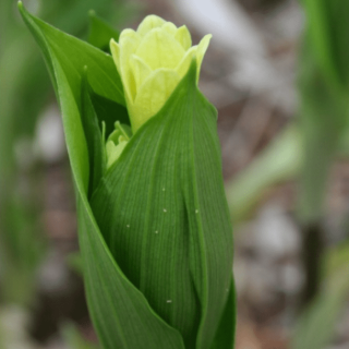 Диспорум желтый (Disporum flavum)