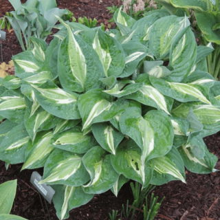 Хоста 'Snake eyes' (Hosta 'Snake Eyes')