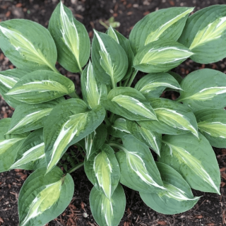 Хоста 'Snake eyes' (Hosta 'Snake Eyes')