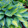 Хоста 'June' (Hosta 'June')