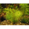 Водопериця  (Myriophyllum hippuroides) 