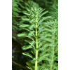 Водопериця  (Myriophyllum hippuroides) 