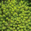 Водопериця  (Myriophyllum hippuroides) 