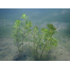 Водопериця колосиста (Myriophyllum spicatum)