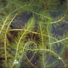 Водопериця колосиста (Myriophyllum spicatum)