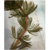 Водопериця колосиста (Myriophyllum spicatum)