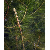 Водопериця колосиста (Myriophyllum spicatum)