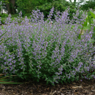 Котяча м'ята 'Junior Walker' (Nepeta faassenii 'Junior Walker')