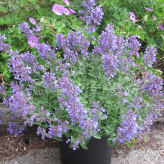 Котяча м'ята 'Junior Walker' (Nepeta faassenii 'Junior Walker')