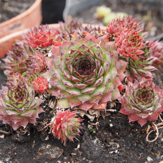 Молодило 'Noir' (Sempervivum 'Noir')