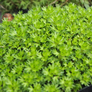 Камнеломка Арендса 'Blutenteppich' (Saxifraga arendsii 'Blutenteppich')