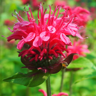 Монарда 'Pink lace' (Monarda 'Pink Lace')