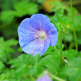 Герань великолепная 'Rosemoor' (Geranium magnificum 'Rosemore')