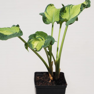 Хоста 'Golden Meadows' (Hosta 'Golden Meadows')