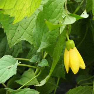 Киренгешома  дланевидная (Kirengeshoma Palmata)