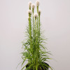 Лиатрис колосистая 'Alba' (Liatris floristan 'Alba')
